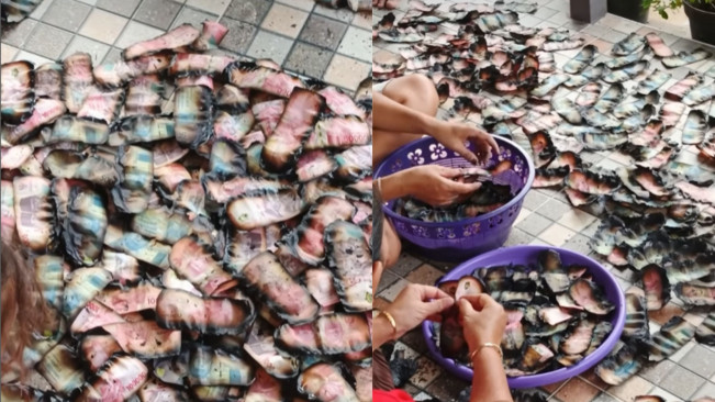 Viral Jutaan Rupiah Pecahan Rp 50 Ribu-Rp100 Ribuan Terbakar, Ini Syarat Dapat Ditukar oleh BI